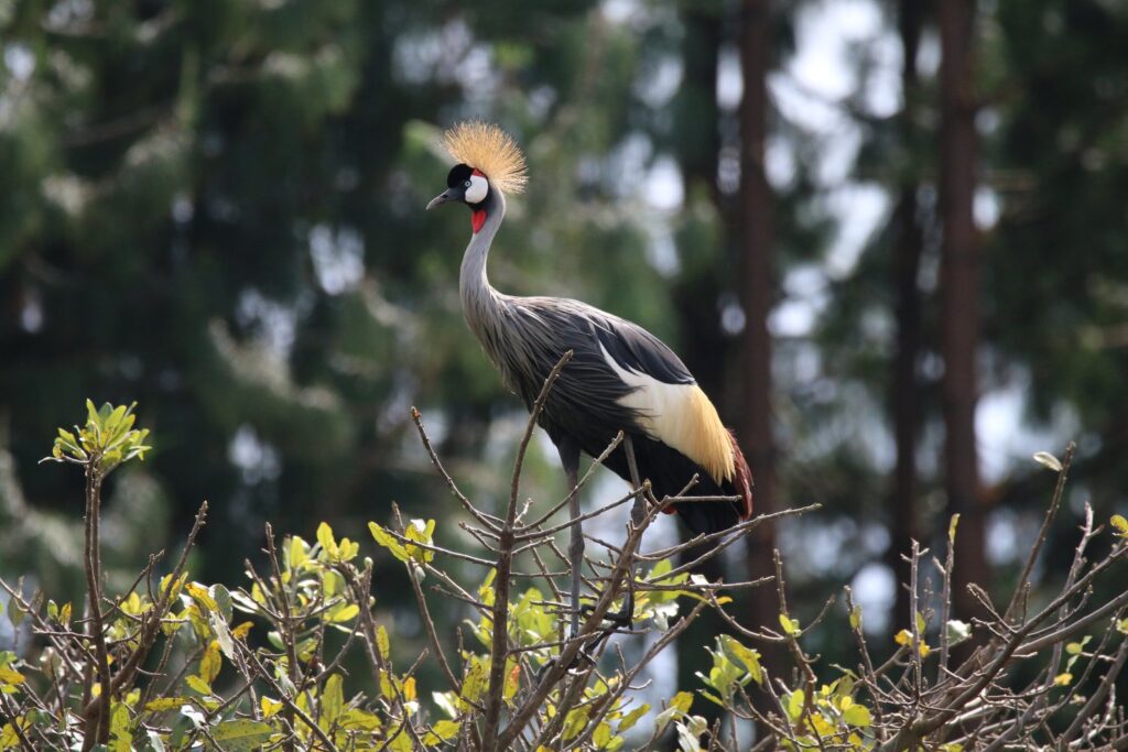 The Crested Crane - Ugandas National Emblem - Bridge safaris Uganda